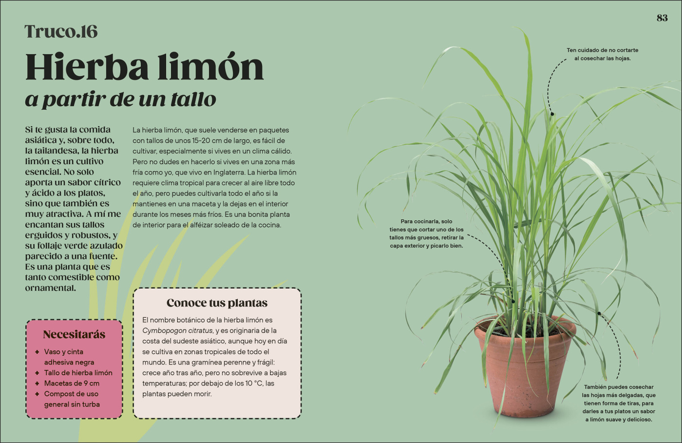 Cómo Cultivar sin Huerto-5